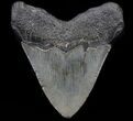 Wide, Megalodon Tooth - South Carolina #37621-2